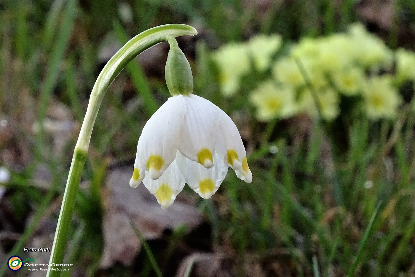 15 Campanella bianca (Leucojum).JPG